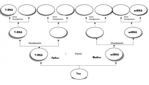 family-tree-activity-template (1)